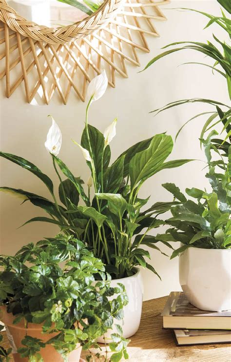 plantas para interior de casa